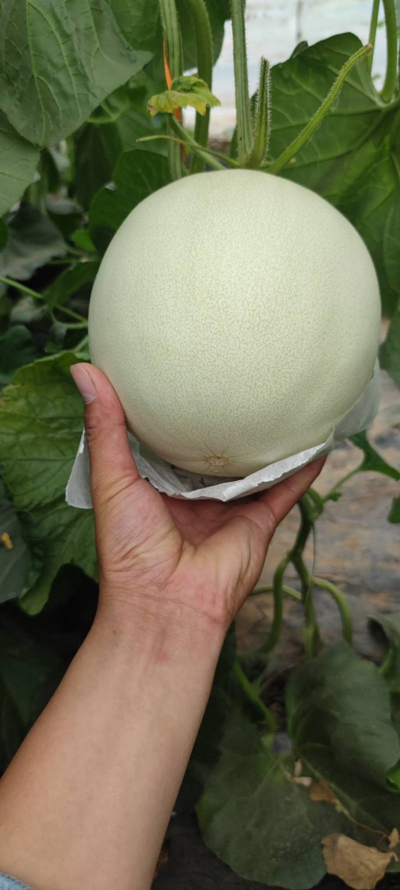 大个玉菇4567不怕个大的联系一下糖度15左右