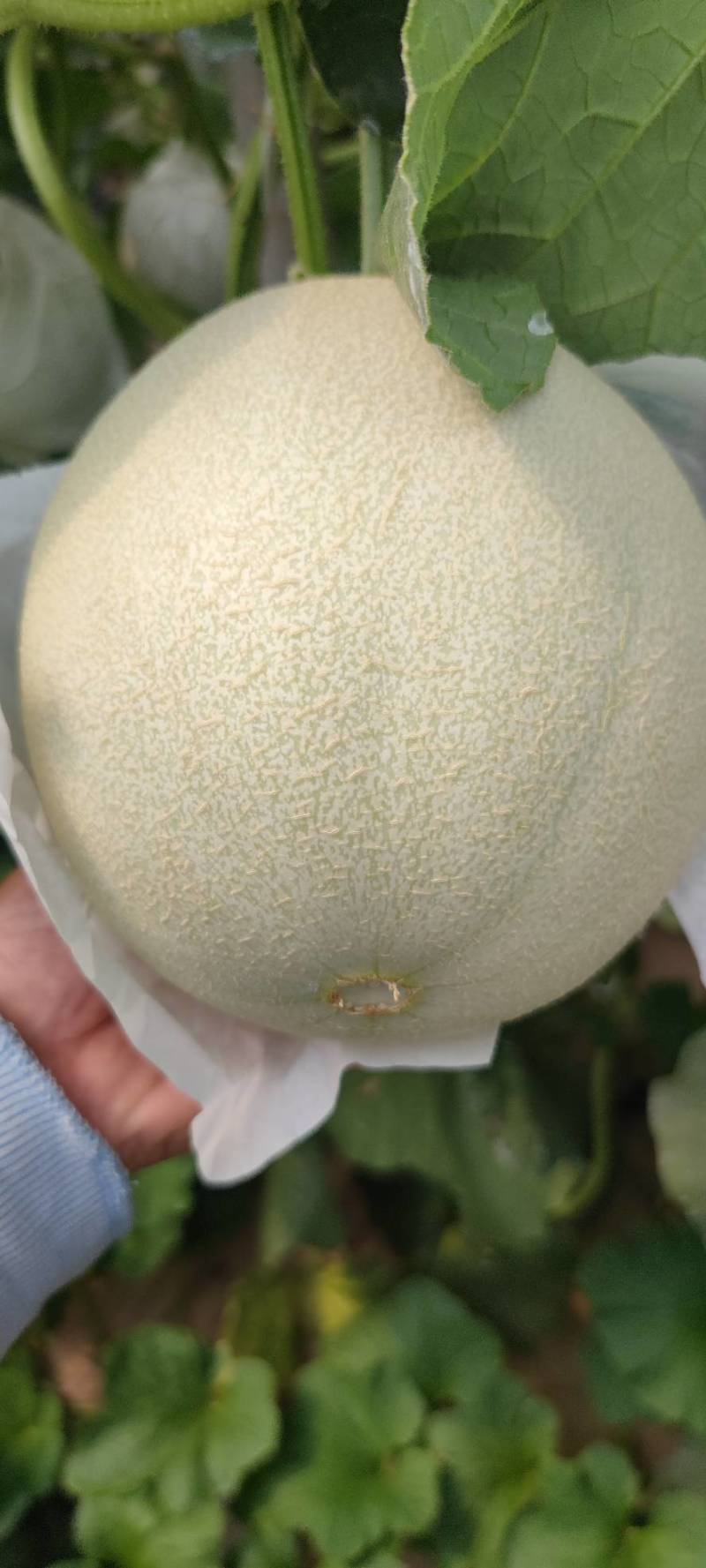 大个玉菇4567不怕个大的联系一下糖度15左右