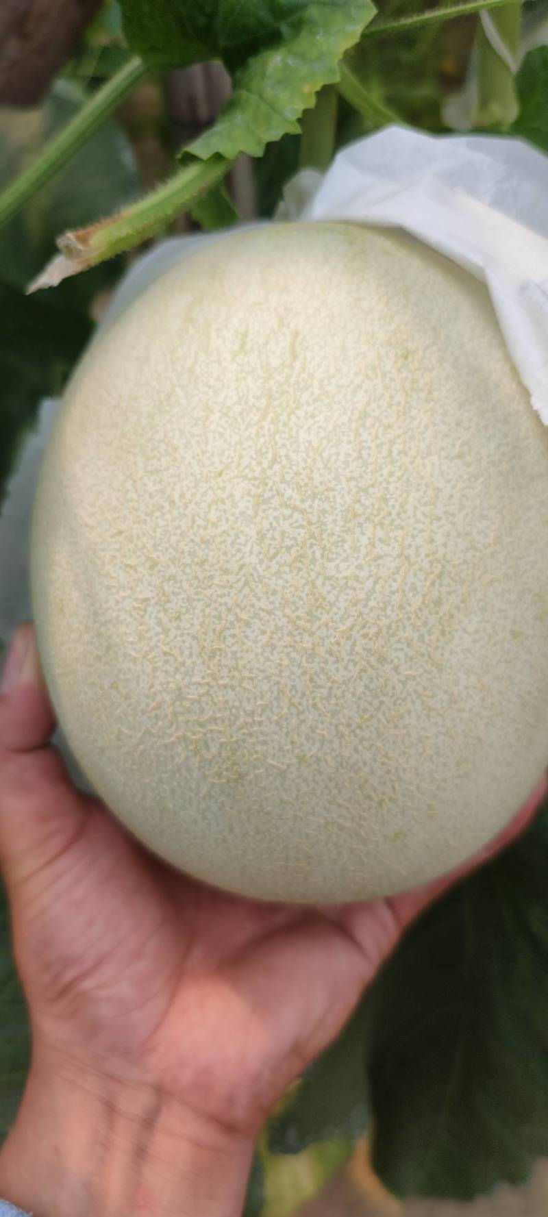 大个玉菇4567不怕个大的联系一下糖度15左右