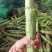 三青莴笋杆子