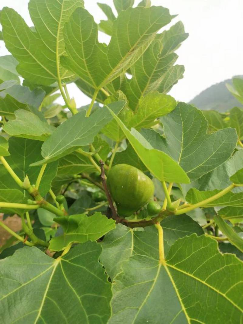 威海青皮无花果代办