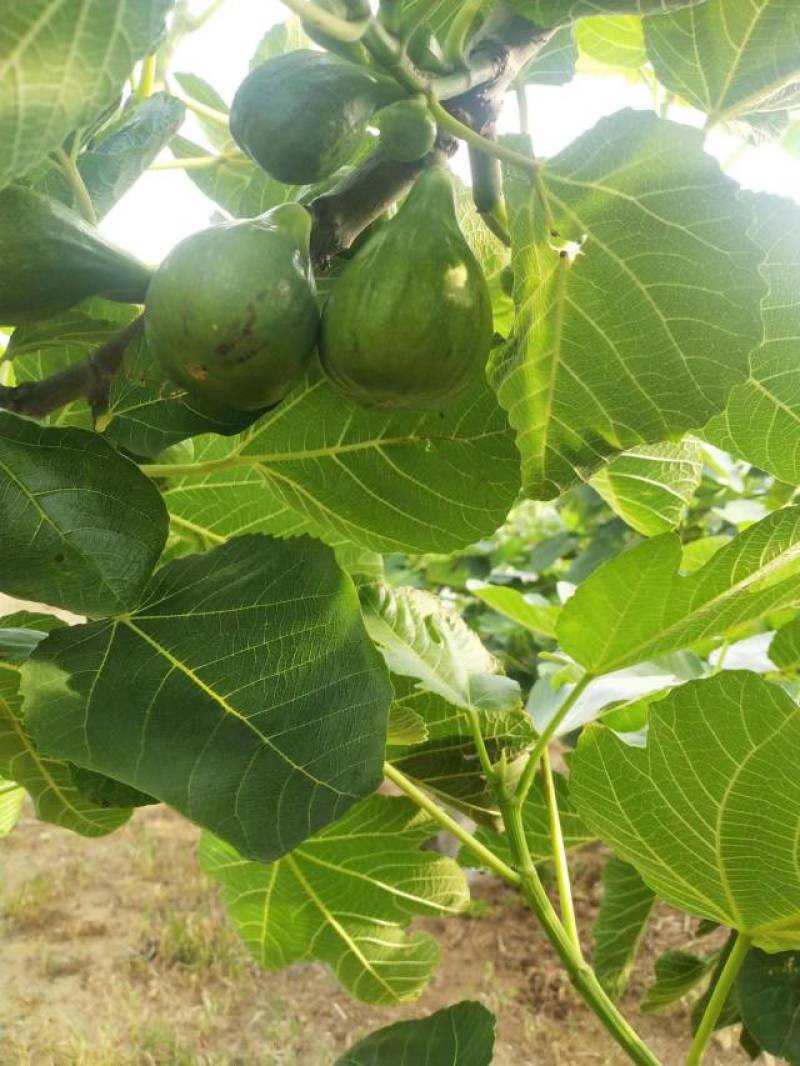 威海青皮无花果代办