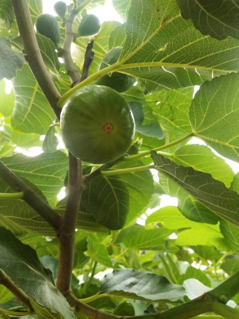 威海青皮无花果代办