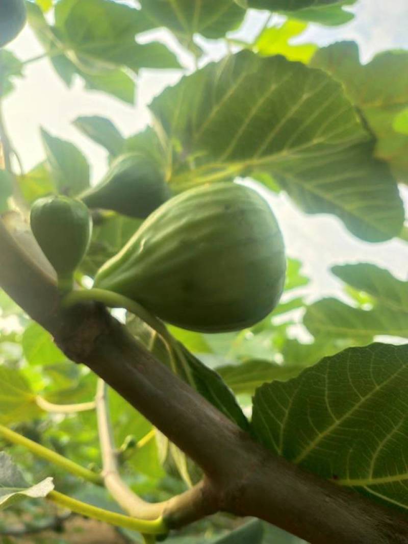 威海青皮无花果代办