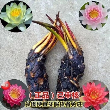 睡莲根块鱼缸池塘水池水培植物睡莲种籽大睡莲花根茎当年开花