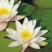 睡莲根块鱼缸池塘水池水培植物睡莲种籽大睡莲花根茎当年开花