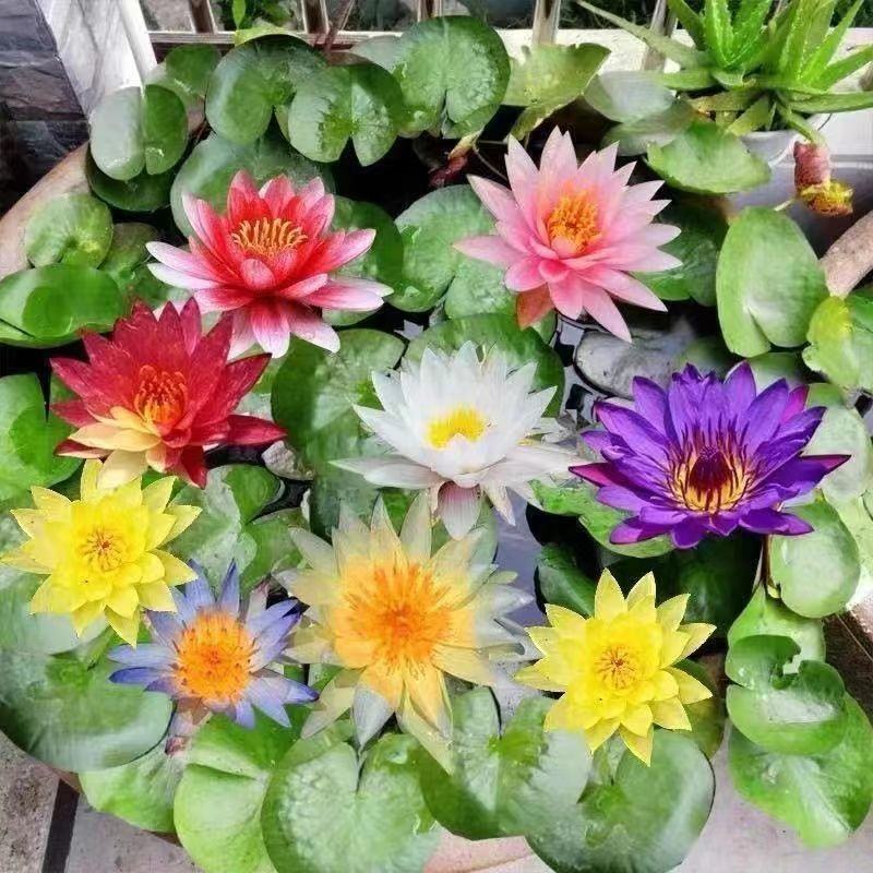 睡莲根块鱼缸池塘水池水培植物睡莲种籽大睡莲花根茎当年开花