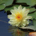 睡莲根块鱼缸池塘水池水培植物睡莲种籽大睡莲花根茎当年开花