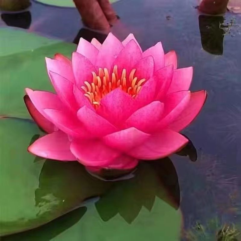 睡莲根块鱼缸池塘水池水培植物睡莲种籽大睡莲花根茎当年开花