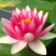 睡莲根块鱼缸池塘水池水培植物睡莲种籽大睡莲花根茎当年开花