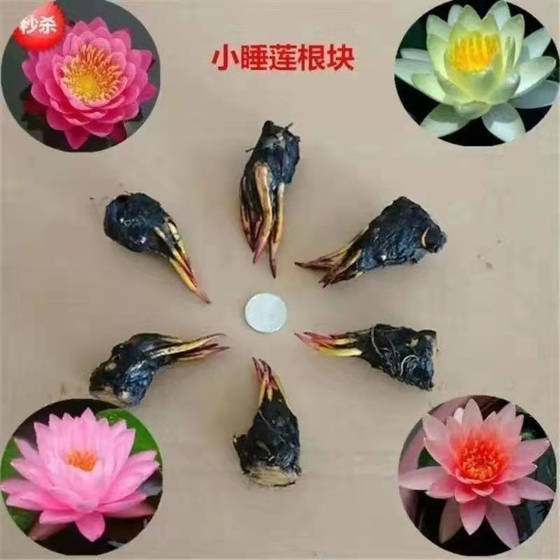 睡莲根块鱼缸池塘水池水培植物睡莲种籽大睡莲花根茎当年开花