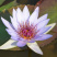 睡莲根块鱼缸池塘水池水培植物睡莲种籽大睡莲花根茎当年开花