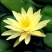 睡莲根块鱼缸池塘水池水培植物睡莲种籽大睡莲花根茎当年开花
