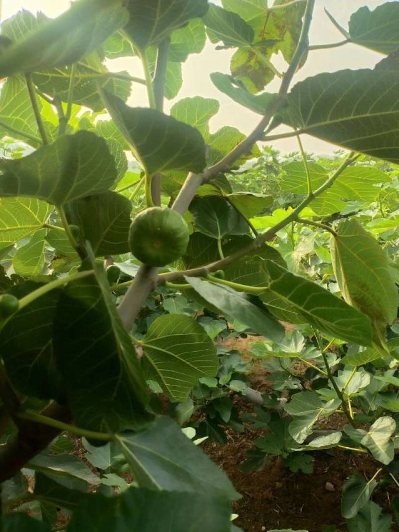 威海青皮无花果