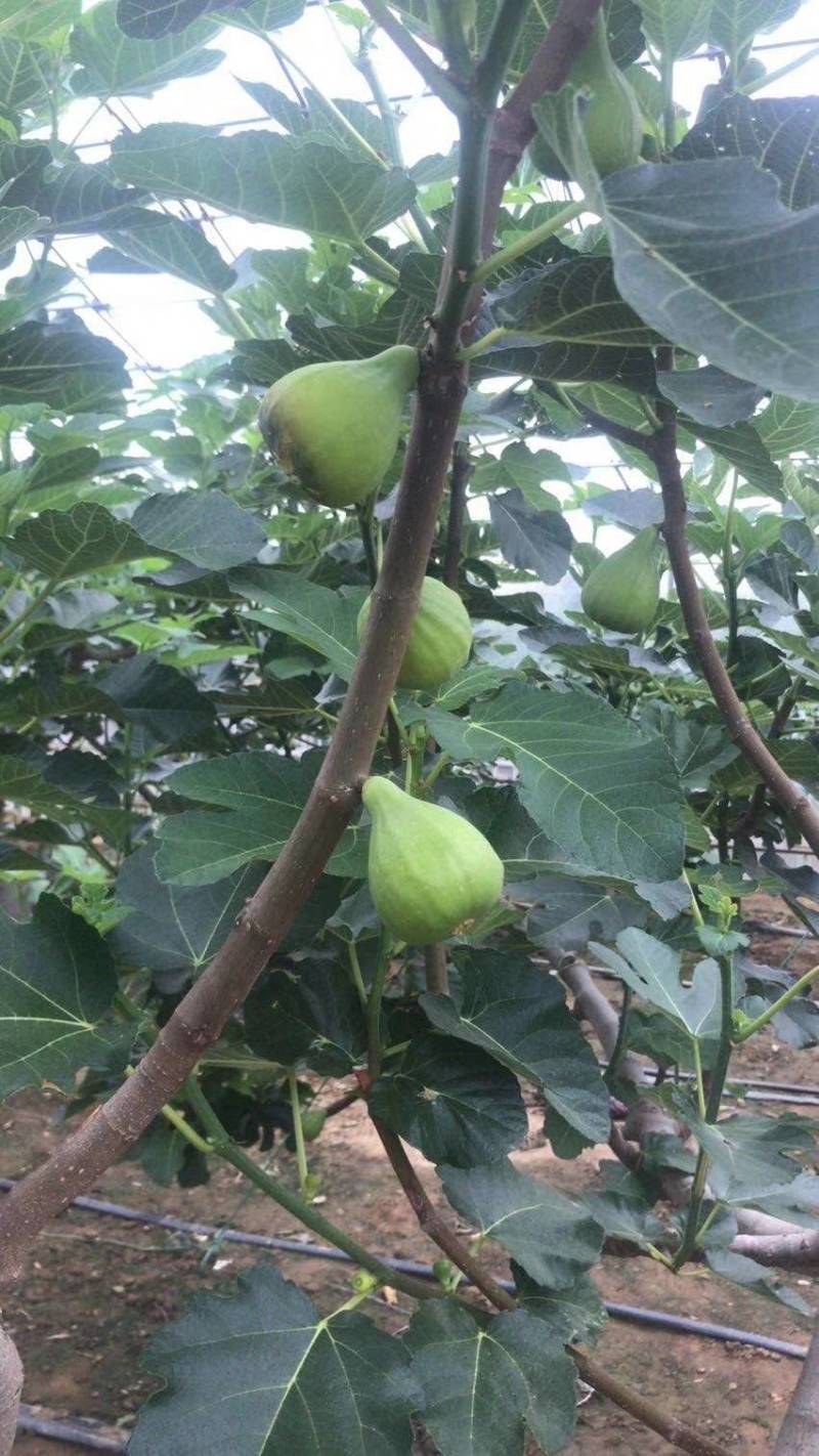 威海青皮无花果