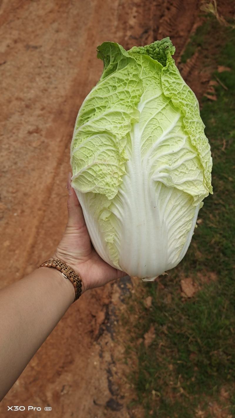 云南精品大娃娃菜，物美价廉，颜色好，口感好