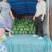 湖北宜昌本地露天麒麟西瓜8424大量上市中