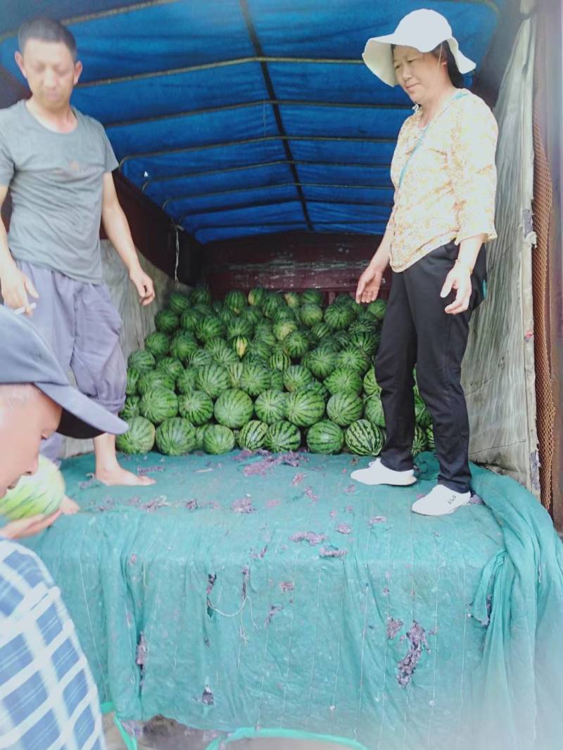 湖北宜昌本地露天麒麟西瓜8424大量上市中