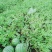 湖北宜昌本地露天麒麟西瓜8424大量上市中