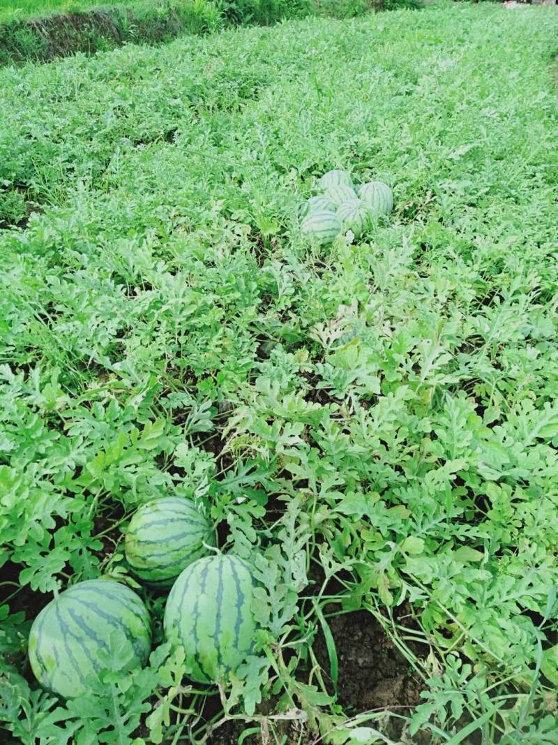 湖北宜昌本地露天麒麟西瓜8424大量上市中