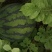 湖北宜昌本地露天麒麟西瓜8424大量上市中