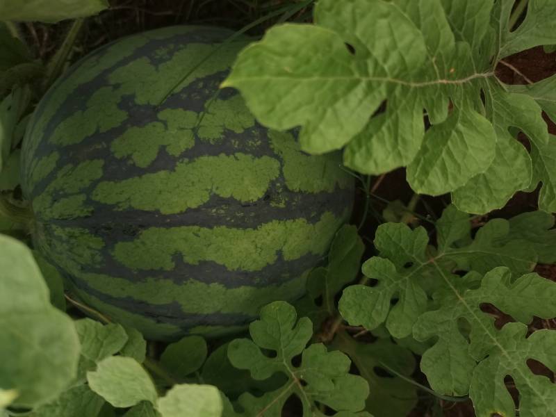 湖北宜昌本地露天麒麟西瓜8424大量上市中