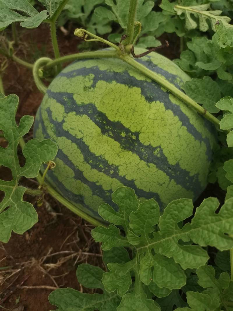 湖北宜昌本地露天麒麟西瓜8424大量上市中