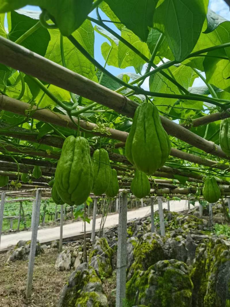 贵州新鲜佛手瓜，自家基地出产，质量保证。