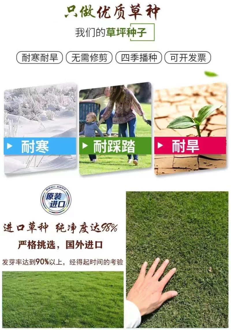 狗牙根百慕大马尼拉高羊茅四季青草坪种子草籽