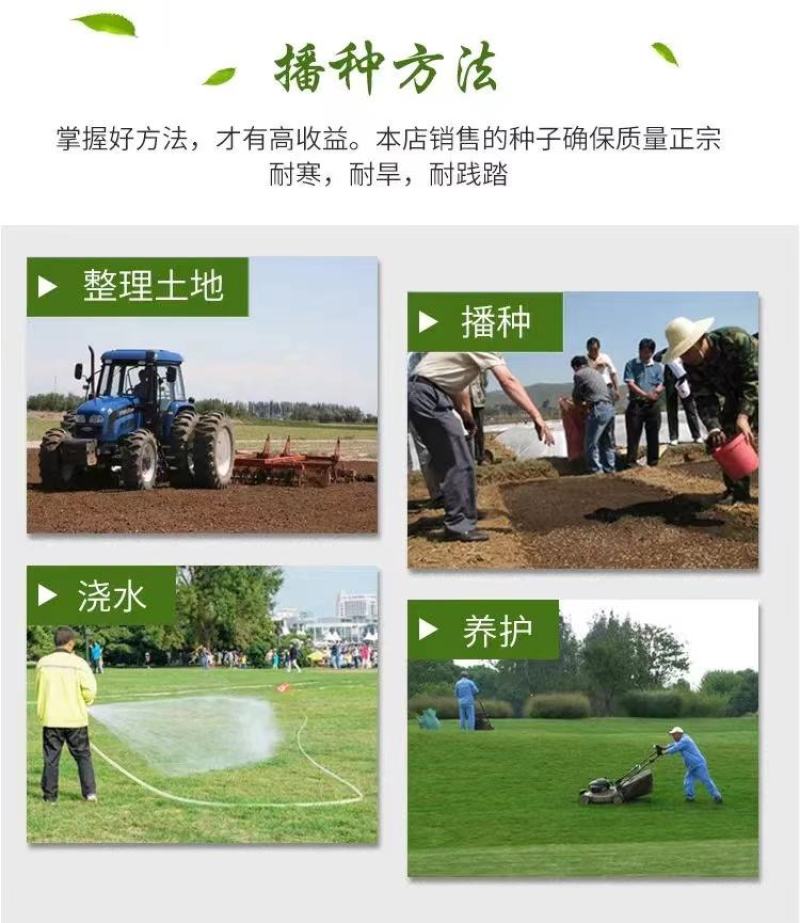 狗牙根百慕大马尼拉高羊茅四季青草坪种子草籽