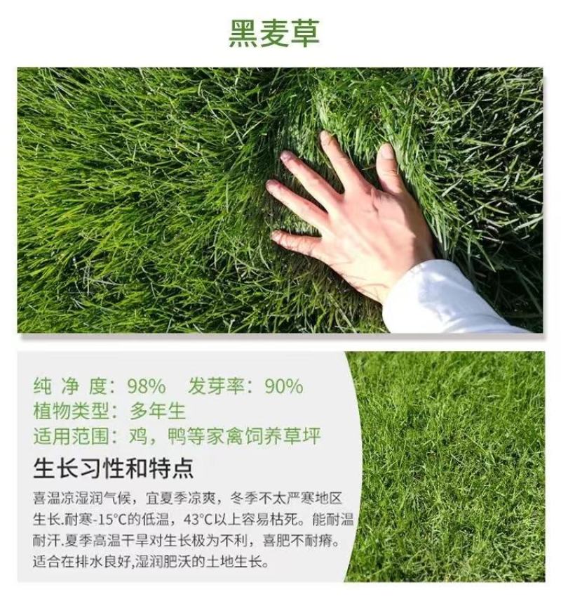 狗牙根百慕大马尼拉高羊茅四季青草坪种子草籽