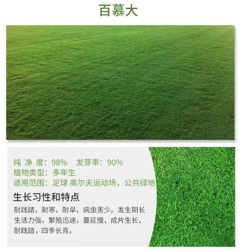 狗牙根百慕大马尼拉高羊茅四季青草坪种子草籽
