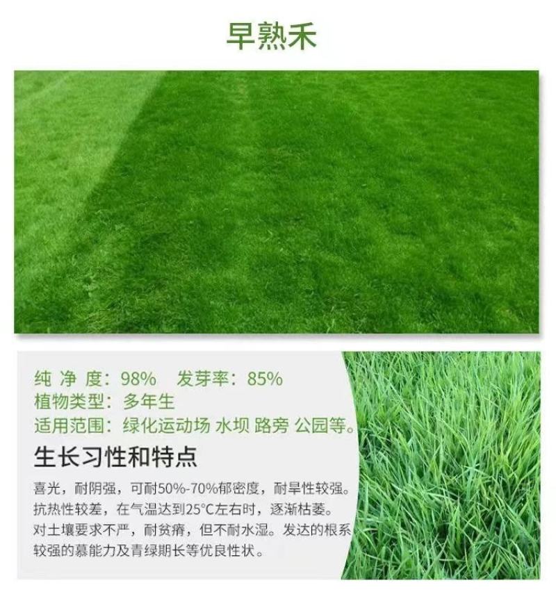 狗牙根百慕大马尼拉高羊茅四季青草坪种子草籽