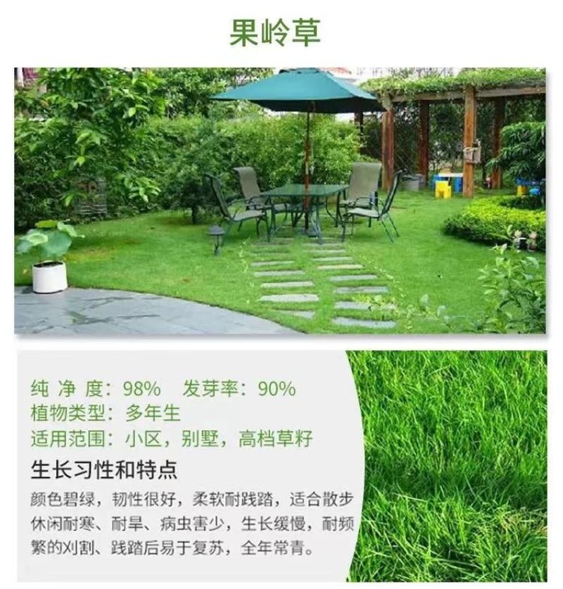 狗牙根百慕大马尼拉高羊茅四季青草坪种子草籽