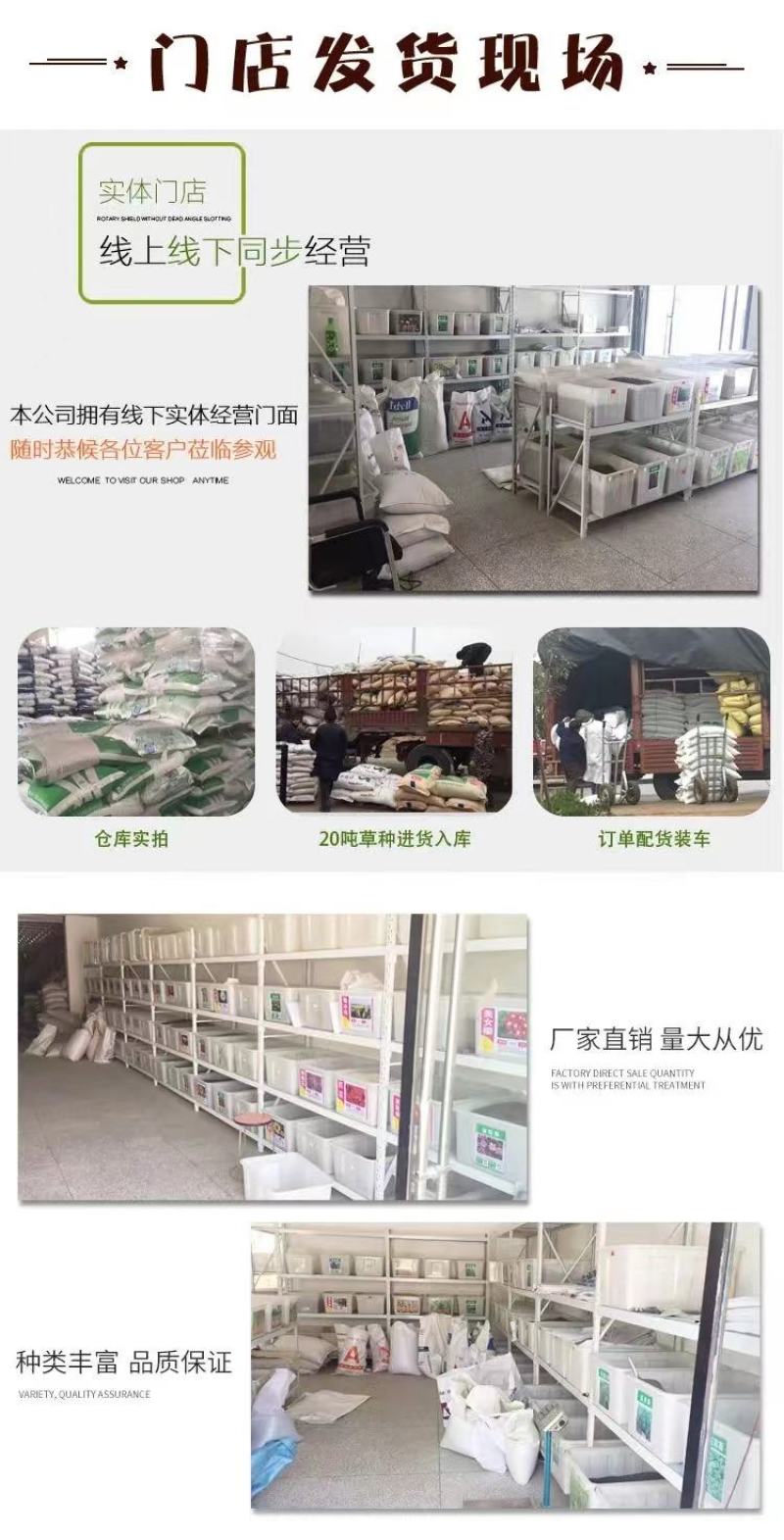 狗牙根百慕大马尼拉高羊茅四季青草坪种子草籽