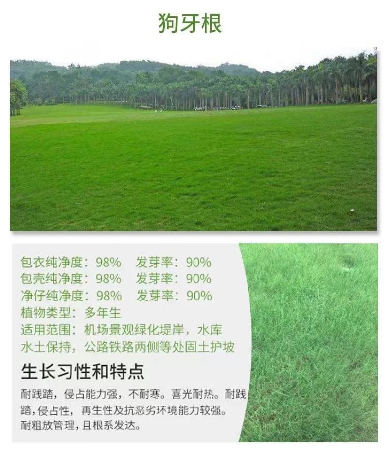 狗牙根百慕大马尼拉高羊茅四季青草坪种子草籽