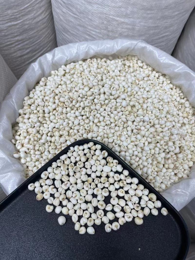 平贝，平贝母，一手货源，欢迎咨询合作，新货平贝母，贝母
