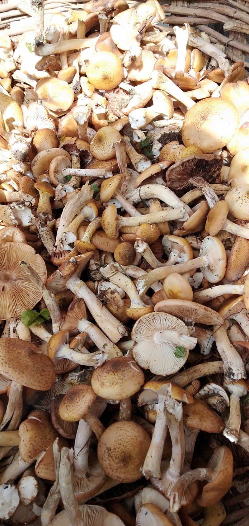 榛蘑深山野生榛蘑，药名，密环菌，干货，发货