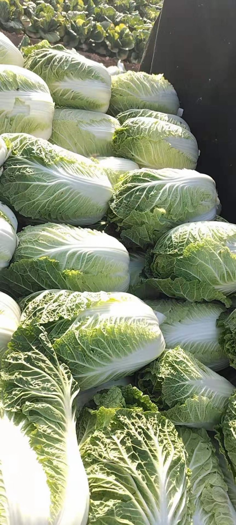 河北邯郸本地大白菜大量现货供应可视频在线观看量大从优
