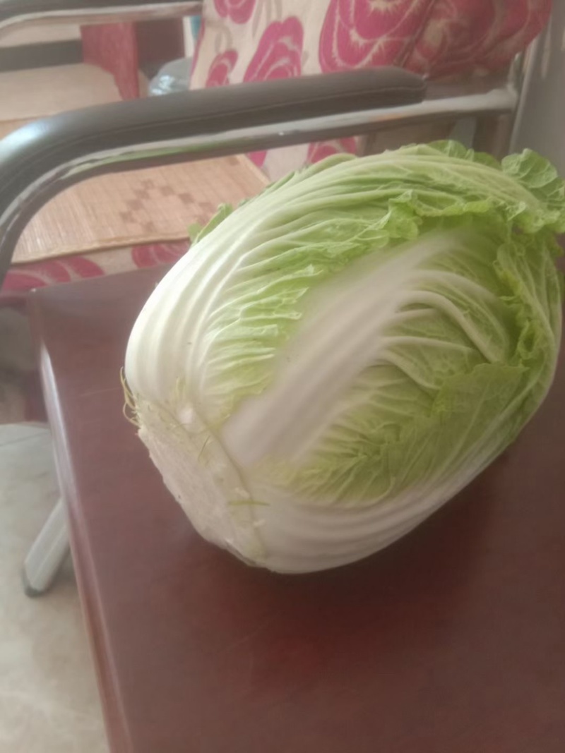 河北邯郸本地大白菜大量现货供应可视频在线观看量大从优