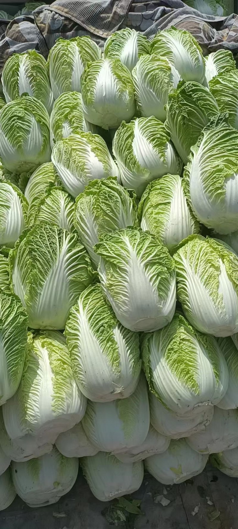 河北邯郸本地大白菜大量现货供应可视频在线观看量大从优