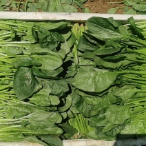 内蒙古乌兰察布丰镇市，兴合菠菜，大叶菠菜，小叶菠菜，大量有货