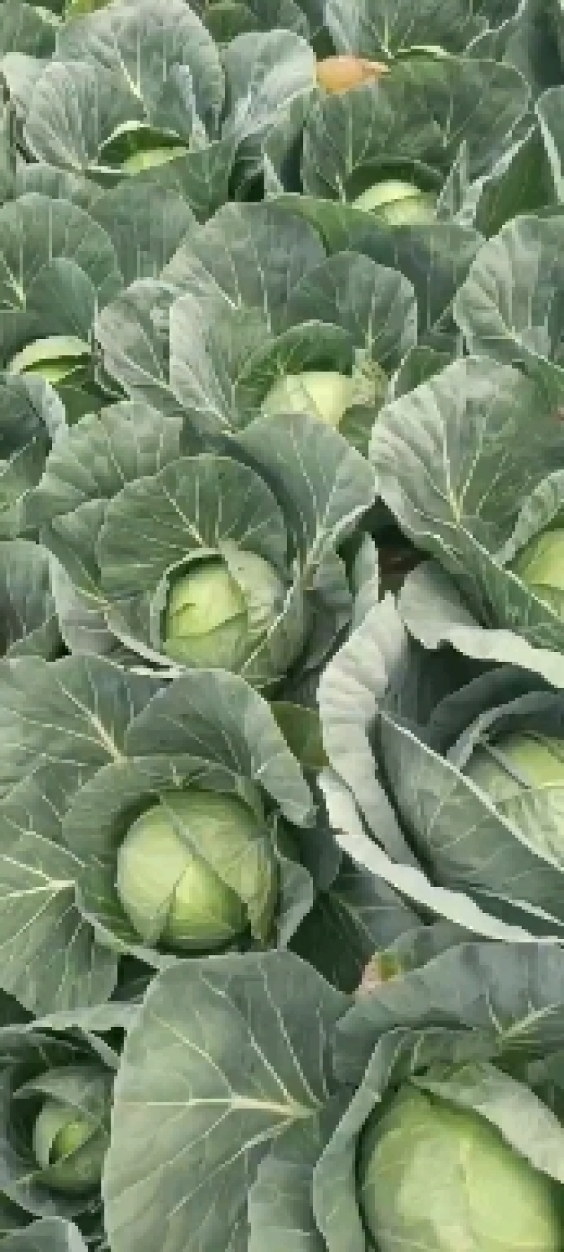 圆包菜，精品甘蓝，颜色好口感好耐运输全国发货