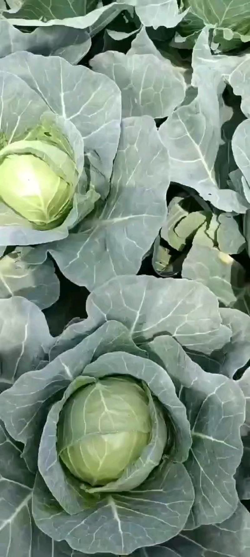 圆包菜，精品甘蓝，颜色好口感好耐运输全国发货