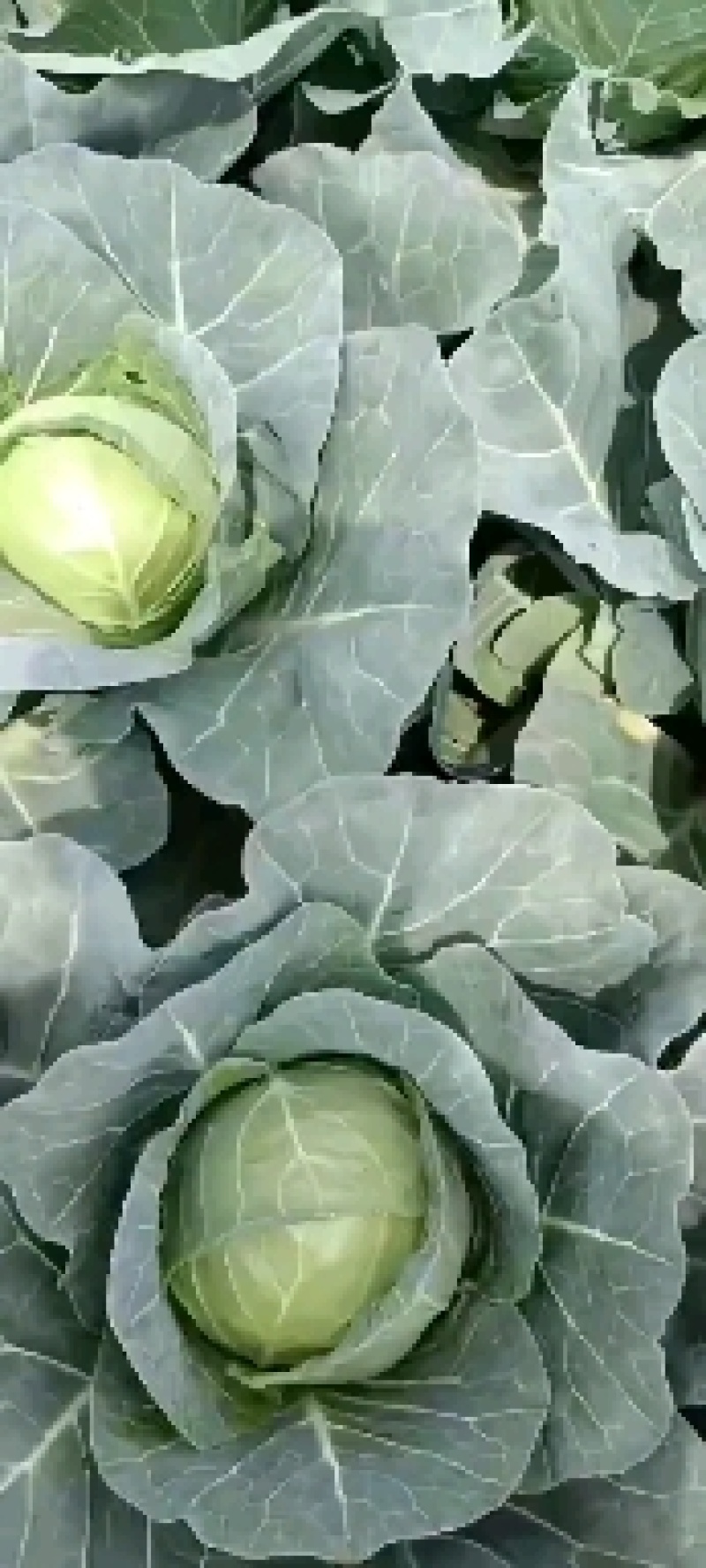 圆包菜，精品甘蓝，颜色好口感好耐运输全国发货