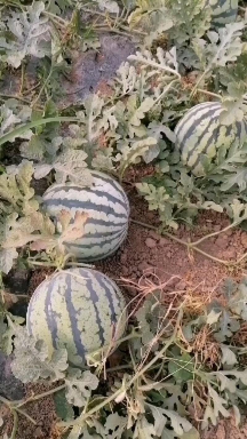 美都无籽口感好