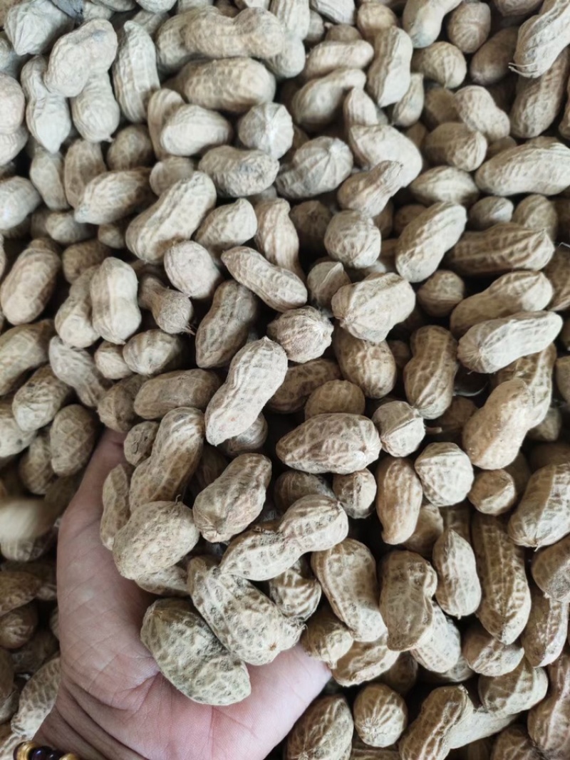 精品广西红米花生品质保证货量充足价钱便宜
