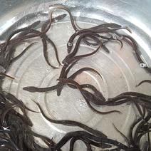鳗鱼苗，白鳝苗，日本鳗鱼苗，欧洲鳗鱼苗，