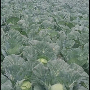 湖北恩施利川高山蔬菜