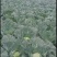 湖北恩施利川高山蔬菜